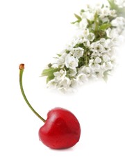 Flowering cherry branch and cherry fruit isolated on white.