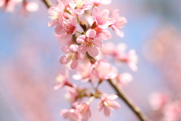 Obraz premium spring sakura pink flower in close up