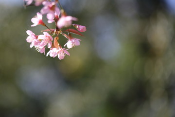 spring sakura pink flower in close up
