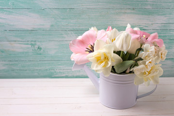 White and pink  tulips and narcissus in decorative watering can