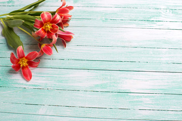 Pink tulips flowers  on turquoise  painted wooden planks.
