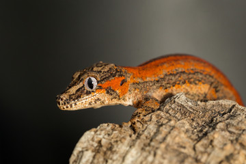 Obraz premium Red striped Gargoyle gecko on a tree trunk