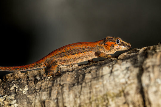 Red striped Gargoyle gecko on a branch