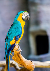 macaw in chiangmai Thailand