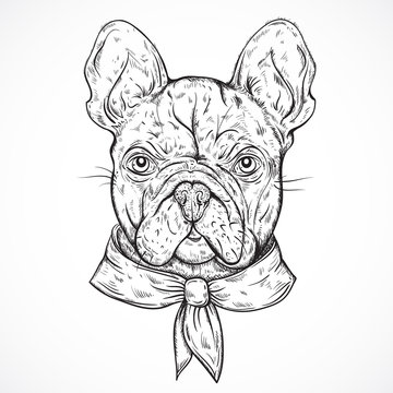 French Bulldog. Vintage black and white hand drawn vector illustration in sketch style