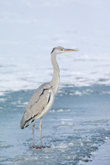 Grey Heron standing in the snow, a cold winter day