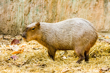 capybara in chiangmai Thailand