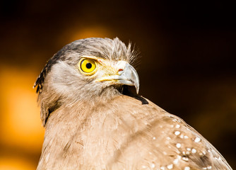 crested serpent eagle in chiangmai Thailand