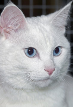 Portrait of a white cat with blue eyes