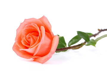 Orange rose isolated on the white background.