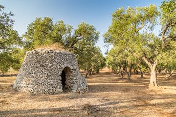 Dry stone hut with dome in grove of olive trees