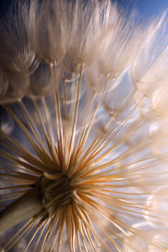 Fototapeta big dandelion on a blue background