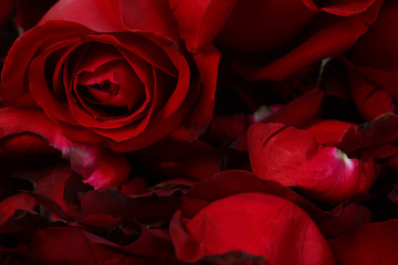 Beautiful rose close up