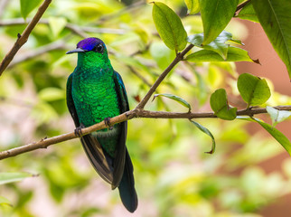 Beija-flor. (Trochilidae)