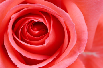 Fototapeta na wymiar Beautiful orange rose close up