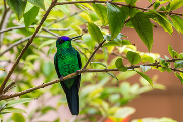 Beija-flor. (Trochilidae)