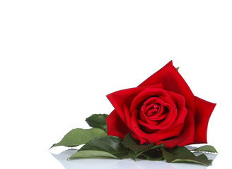 Fototapeta premium single red rose, isolated on white background