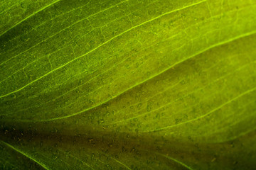 Green leaf with water drops, macro shot