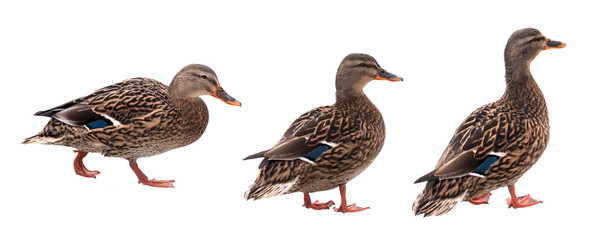Mallard duck with clipping path isolated on white background