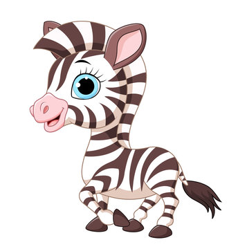 Cute zebra posing isolated on white background 