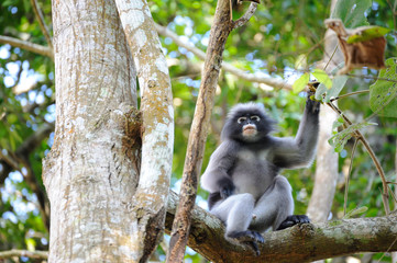 Leaf Monkey Thailand
