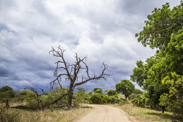 Fototapeta na wymiar in Kruger National park