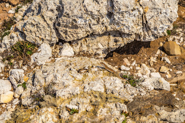 lizard among the rocks