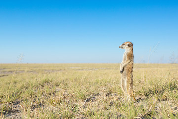 Meerkat