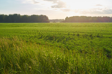 Green meadow with lake and hills