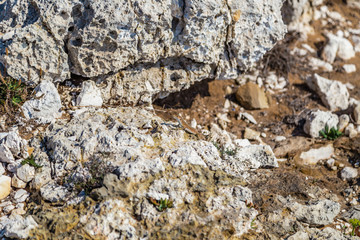 lizard among the rocks