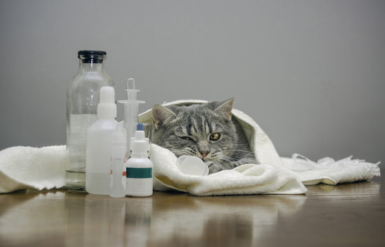 sick cat on a table with medicines