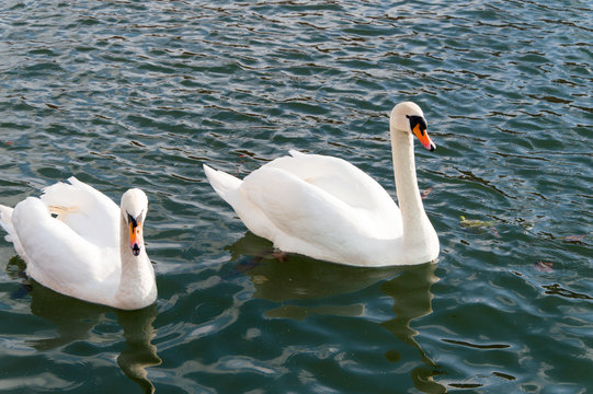Pair of white swans on the 