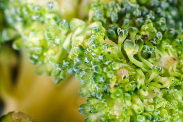 Green broccoli macro texture