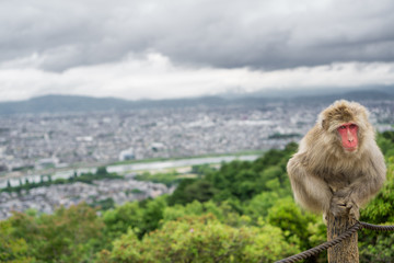 Naklejka premium Monkey on top of trunk in Arashiyama mountain, kyoto