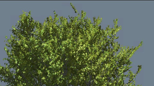 Red Oak Top of Tree Crown With Green Leaves Swaying at the Wind in Summer Day Computer Generated Animation Made in Studio