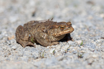 Portrait of a toad in spring