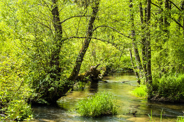 River among trees, forest by the river at spring landscape