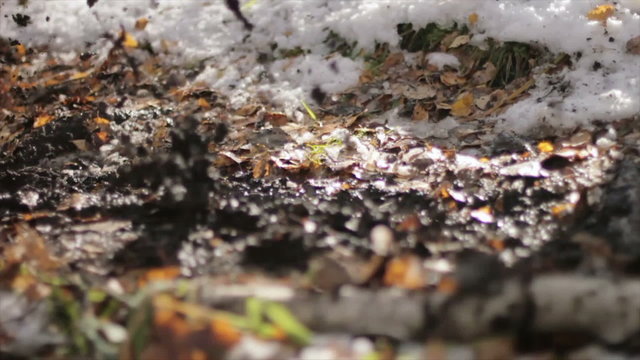 Young male mountain biker riding fast through the leaves in autumn in slow motion. late autumn, a little snow, a beautiful backlight, professional athletes Red Bull