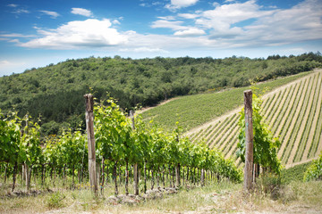 Obraz premium vineyard