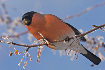 Eurasian Bullfinch (Pyrrhula pyrrhula, male) - one of the favorite birds of the Russian people