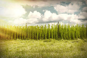 organic plantation of hops in the sunset
