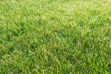 Lawn background texture grass field