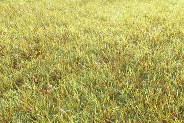 Lawn background texture grass field