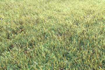 Lawn background texture grass field