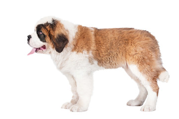 Saint bernard puppy on white