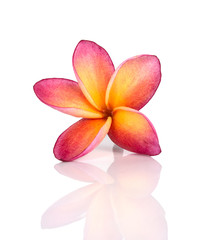 Fototapeta na wymiar frangipani flowers isolated on the background white