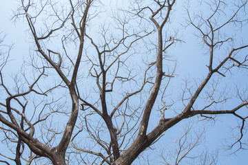 Giant leafless tree