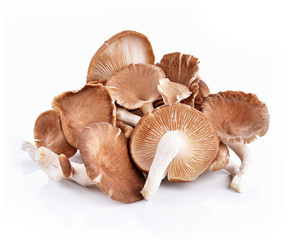 Phoenix Mushroom on white background