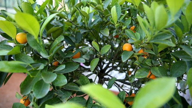 Citrofortunella microcarpa (calamondin). Natural background with calamondin fruit in foliage.