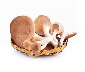 Phoenix Mushrooms in basket on white background